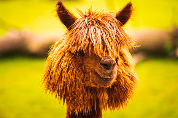 Happy Alpaca