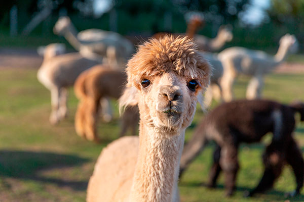 Gorgeous alpaca