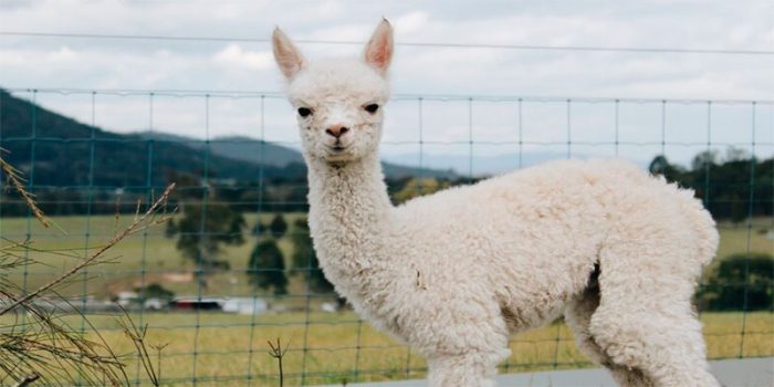 Young alpaca for a walk