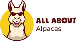 All About Alpacas