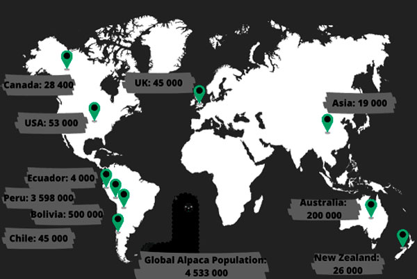 Alpacas population