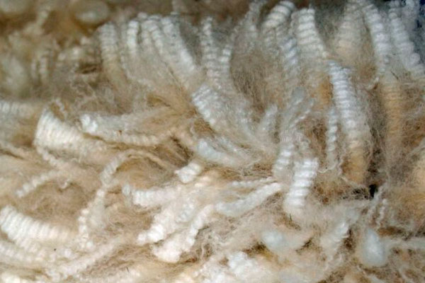Photo of alpaca wool 2