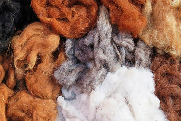 Photo of alpaca wool 3
